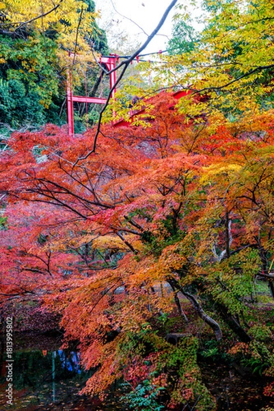 Fototapeta 紅葉の秋