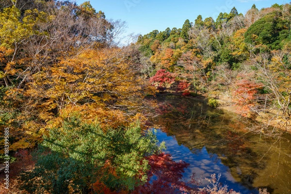 Fototapeta 紅葉の秋