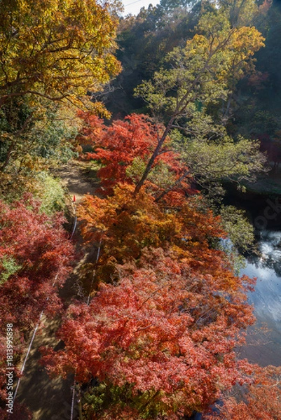 Fototapeta 紅葉の秋