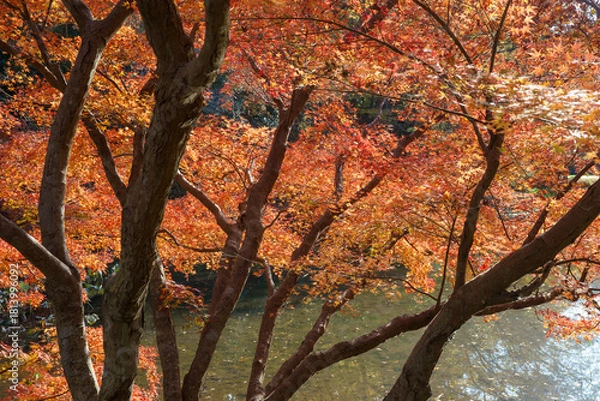 Fototapeta 紅葉の秋