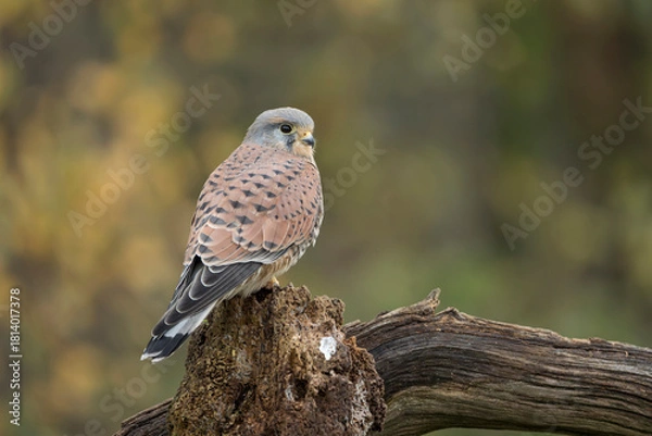 Obraz Common kestrel, Falco tinnunculus