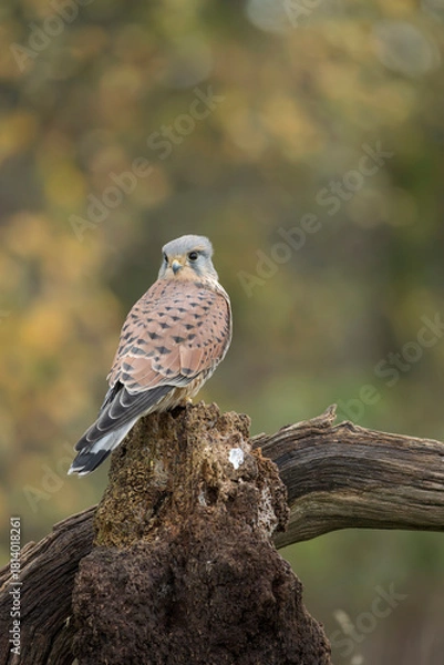 Obraz Common kestrel, Falco tinnunculus