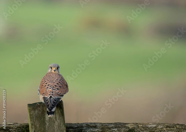 Obraz Common kestrel, Falco tinnunculus