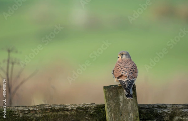 Obraz Common kestrel, Falco tinnunculus