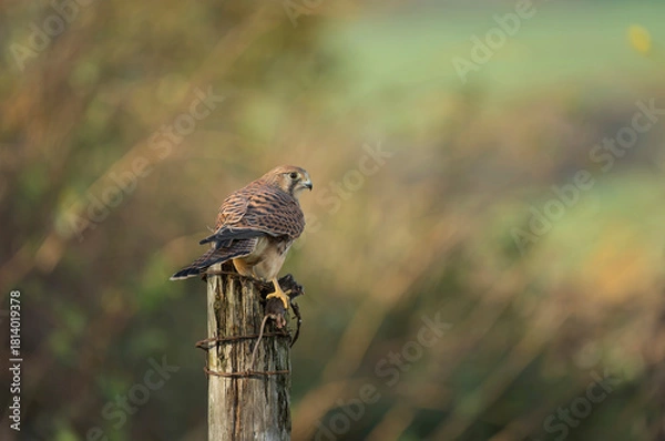 Obraz Common kestrel, Falco tinnunculus