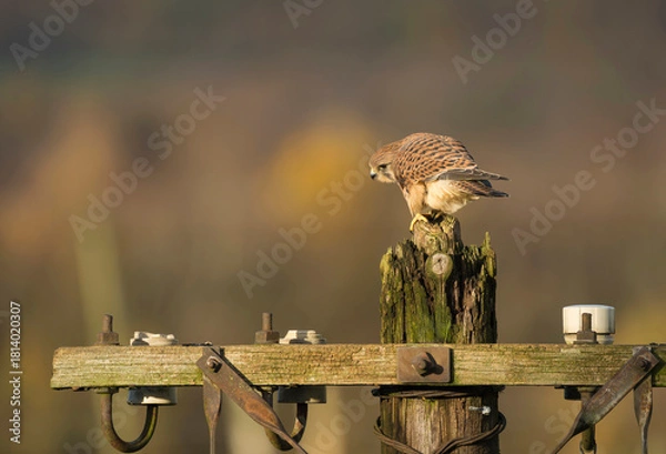 Obraz Common kestrel, Falco tinnunculus