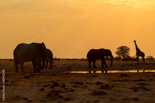 Obraz tramonto all'abbeveratoio della savana