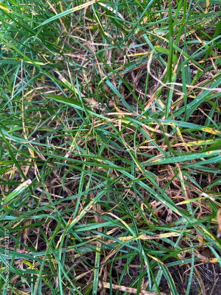 Obraz Grass sward in early November showing signs of disease