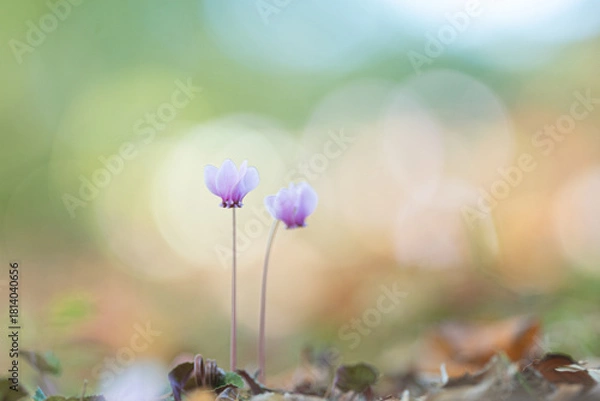 Obraz 原種シクラメン