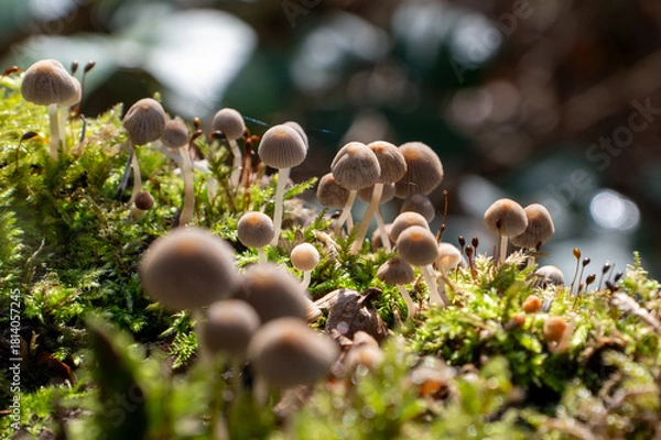Fototapeta mushrooms in the forest