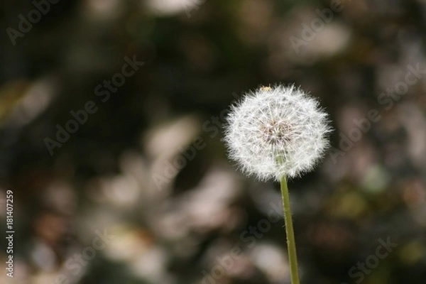 Obraz Nature Upclose