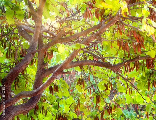 Obraz Cercis en automne