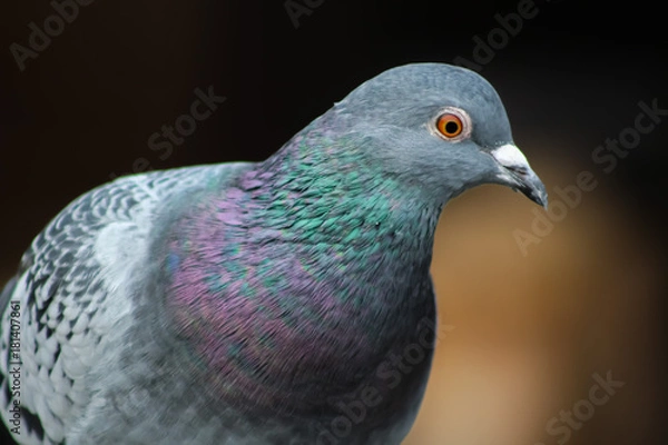 Fototapeta pigeon 1