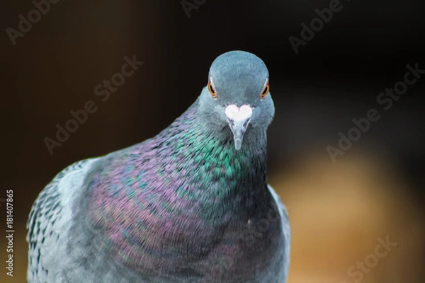 Fototapeta pigeon 2