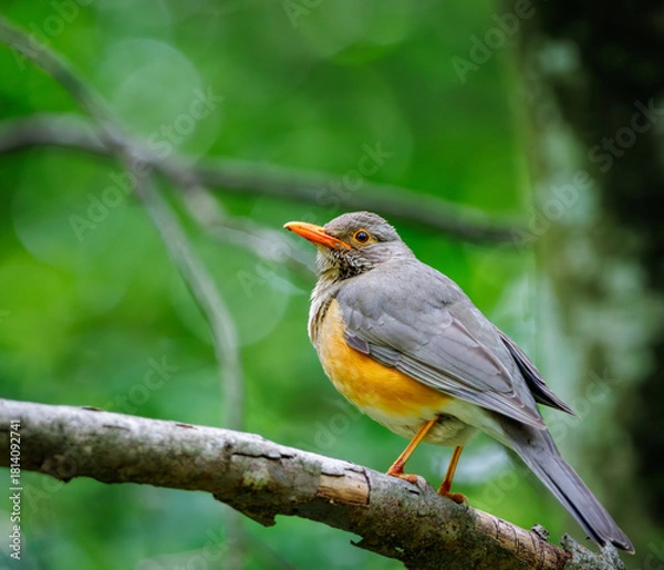 Obraz Kurrichane Thrush