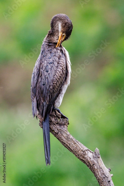 Obraz Grooming Cormorant