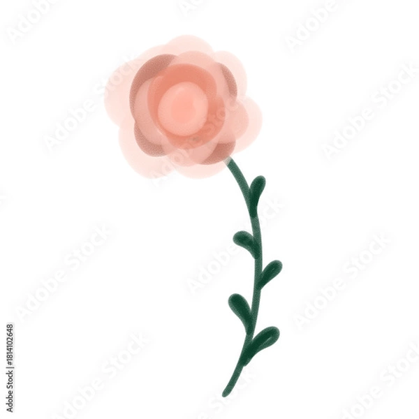 Obraz pink rose isolated on white