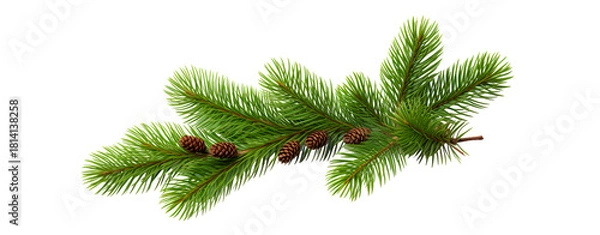 Fototapeta christmas tree branch with cone for christmas decoration on transparent background