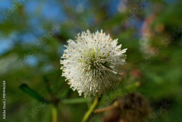 Fototapeta Close up of a mimosa flower in bloom, with blurred background. Acacia dealbata flower with blue sky background