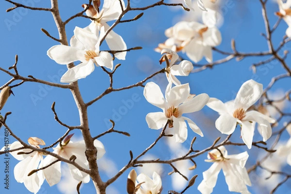 Fototapeta 晴天に咲くコブシ