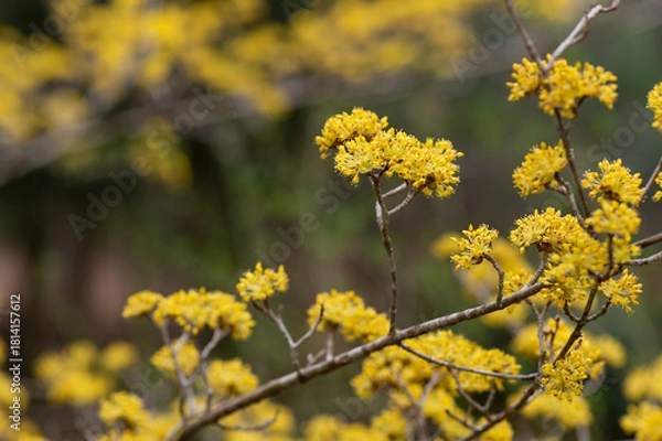 Obraz サンシュユの花