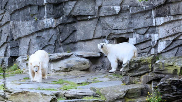 Fototapeta Eisbären