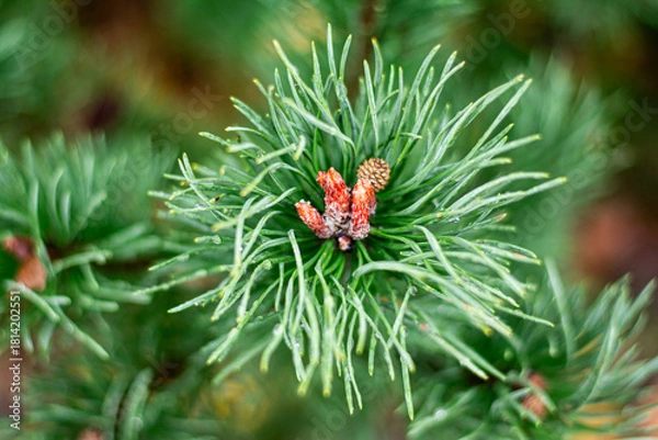 Obraz christmas tree branch