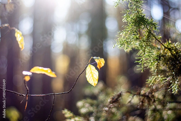 Obraz yellow leaf on the branch