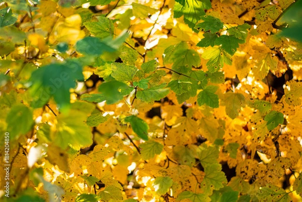 Obraz autumn leaves background