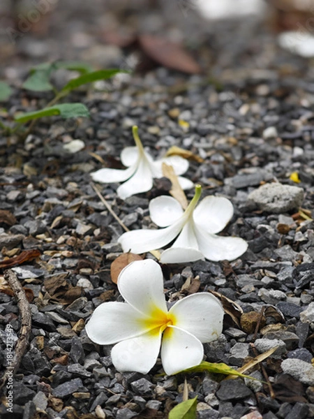 Obraz white frangipani on the ground