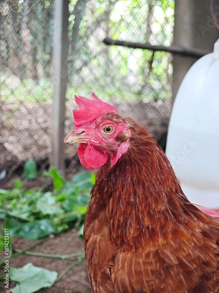 Obraz close up red hen in farm