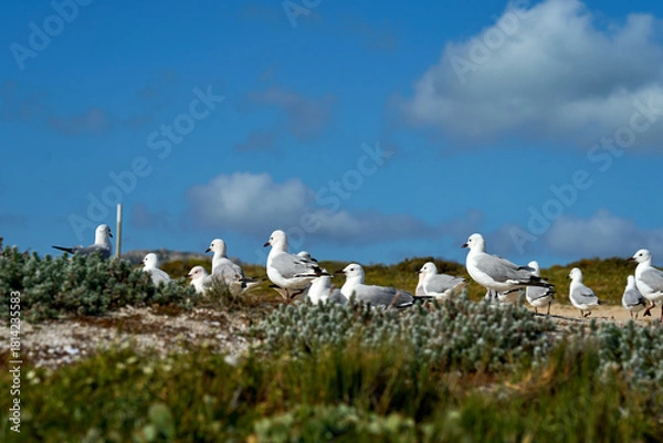 Obraz Möwen am Strand