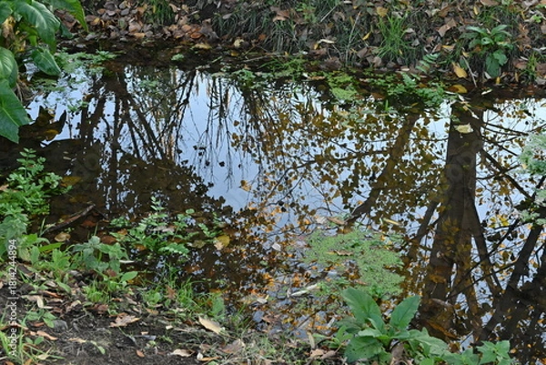 Obraz green leaves in the forest