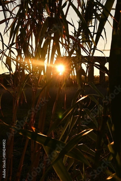Obraz sunset in the forest