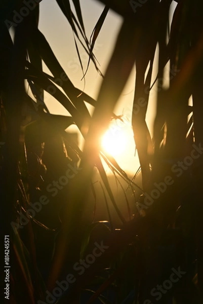 Obraz sun rays through the trees