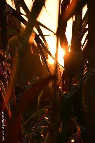 Fototapeta sun rays through the trees