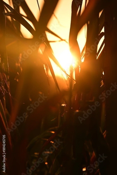 Fototapeta sun rays through the trees