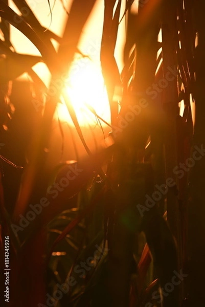 Obraz sun shining through the trees