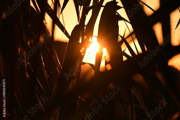 Obraz sun shining through the trees