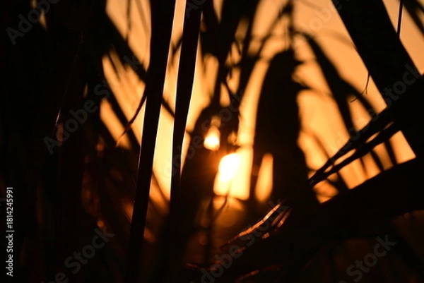 Obraz sun shining through the trees