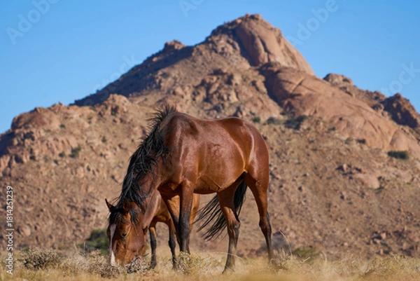 Obraz Windpferde Klein Aus Vista Namibia