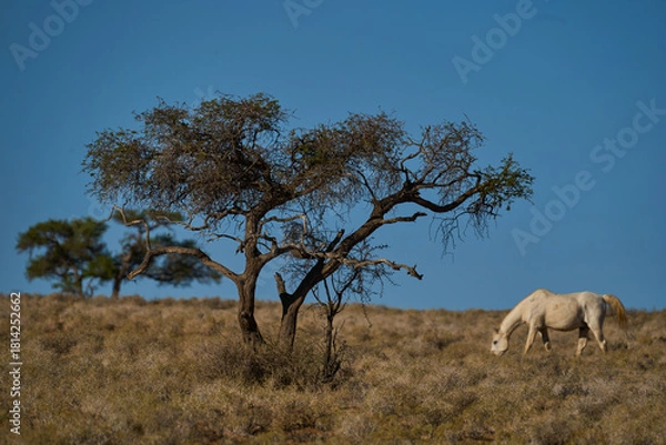 Obraz Wildpferd in Aus Namibia