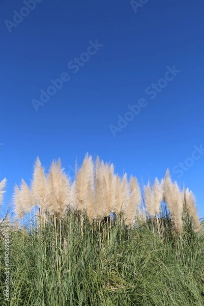 Obraz ムラサキシロガネヨシ