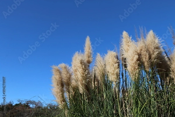 Obraz ムラサキシロガネヨシ