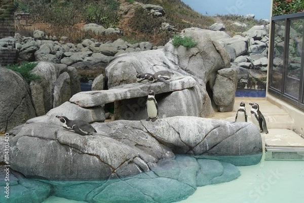 Obraz 日本の横浜の動物園