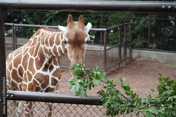 Obraz 日本の横浜の動物園