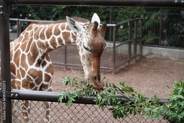 Obraz 日本の横浜の動物園