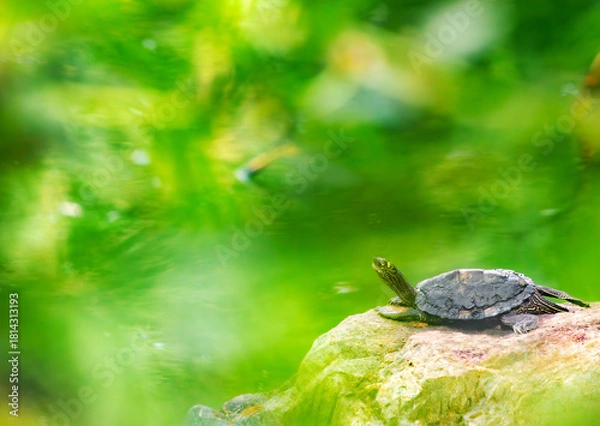 Obraz Sur son rocher