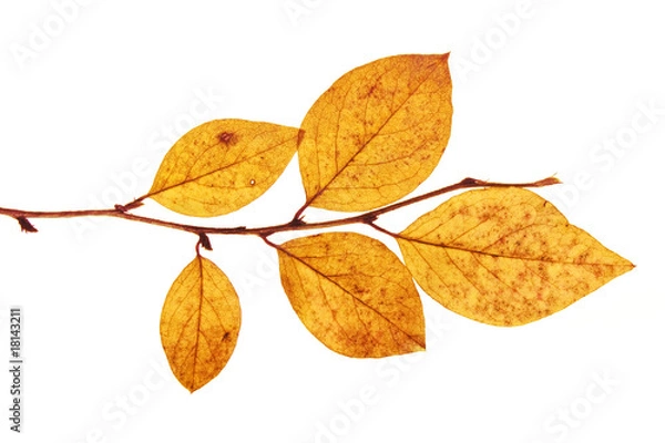 Fototapeta last of autumn leaves on branch isolated on a white background