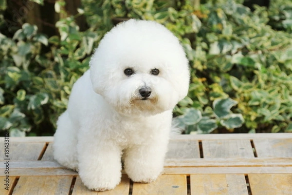 Obraz ビションフリーゼ